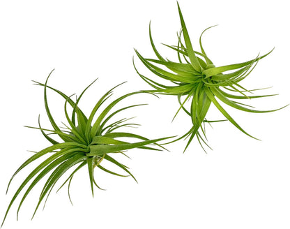 Live Air Plants - Tillandsia Geminiflora 1-3" - 2ct – ragnaroc Live Indoor Plant - Live Arrival