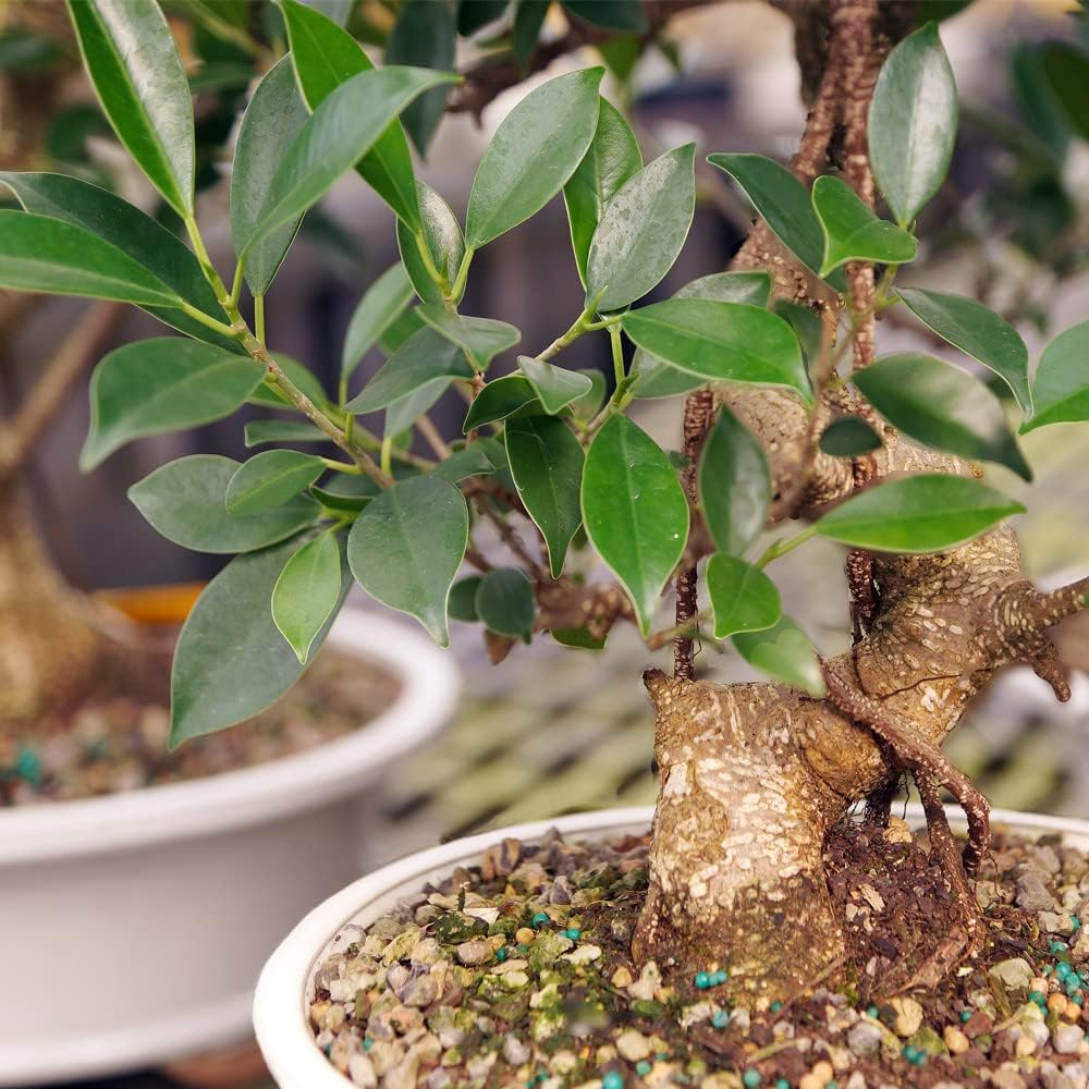 Brussel's Bonsai Live Golden Gate Ficus Indoor Bonsai Tree - Large, 10 Years, 16 to 20 In - Live