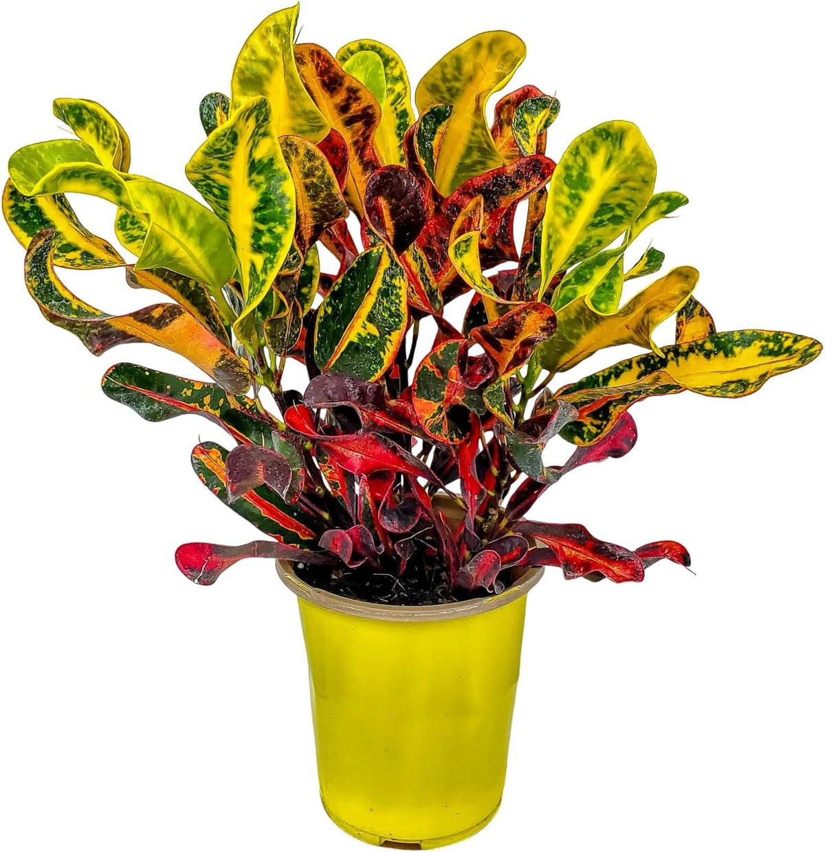 Croton Mammy - 16" to 20" Overall Height - Live Variegated Plant - Tropical Plants of Florida