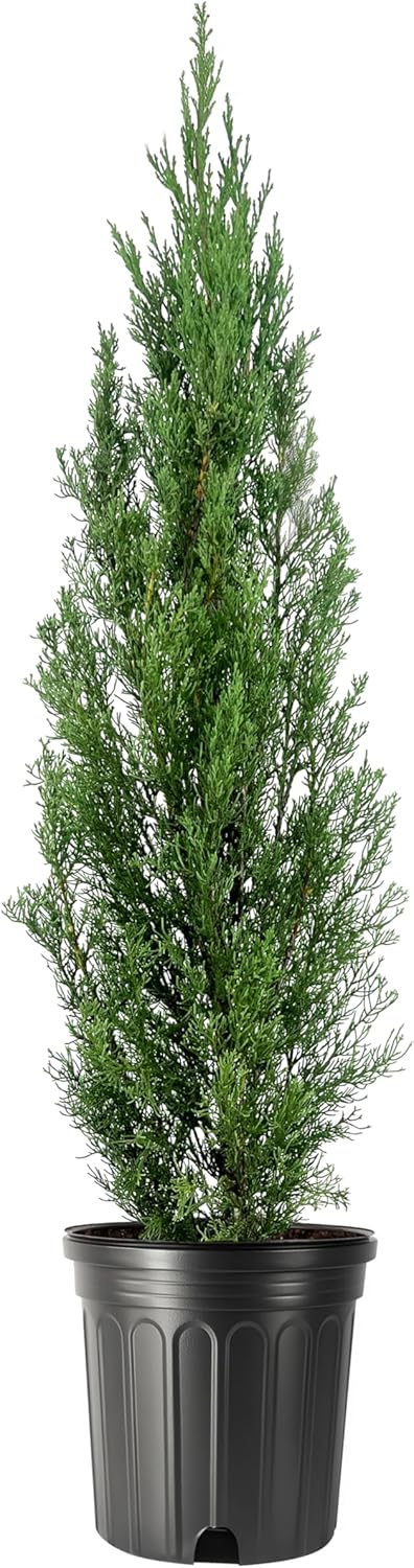 Italian Cypress | 1 Extra Large 3 Gallon Tree | Cupressus sempervirens | Narrow Evergreen Plants |