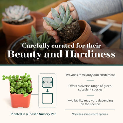 Shop Succulents Verde Succulent Plant Pack Bulk Collection - Live Mini Succulent Plants, Low