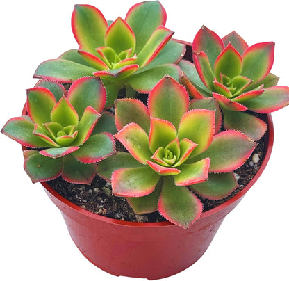Live Succulent 4" Aeonium Kiwi, Succulents Plants Live Fully Rooted House Plant for Home Office
