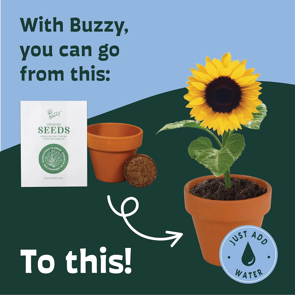 BUZZY Seeds Gardening Kits|Sunflower Seeds to Plant|Flower Starter Kit for Kids & Adults|Terracotta