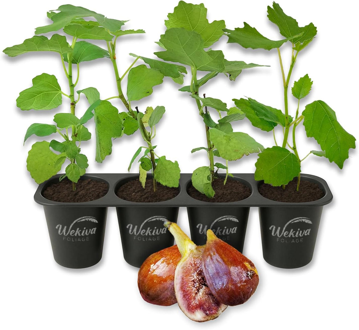 Olympian Fig Tree - 4 Live Starter Plants - Ficus Carica - Edible Fruit Tree for The Patio and
