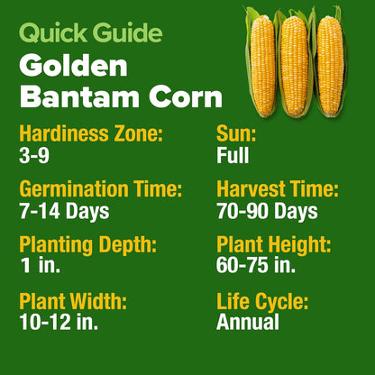 HOME GROWN Golden Bantam Corn 2 Pack – 200 𝗡𝗢𝗡-𝗚𝗠𝗢 𝗨𝗦𝗔 Heirloom Vegetable Seeds – Grow