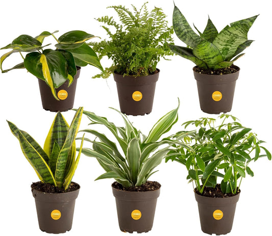 Costa Farms Live Indoor Plant Bundle in Plastic Pots, Easy to Maintain, Air Purifying Houseplants