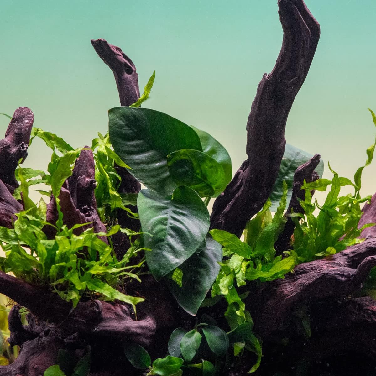 SubstrateSource Anubias Live Aquarium Plants - Potted Freshwater Plant for Fish Tanks, Terrariums