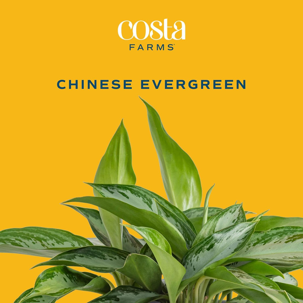 Costa Farms Aglaonema, Chinese Evergreen, Live Indoor Plant, Potted in Grower's Pot, 30-Inches Tall