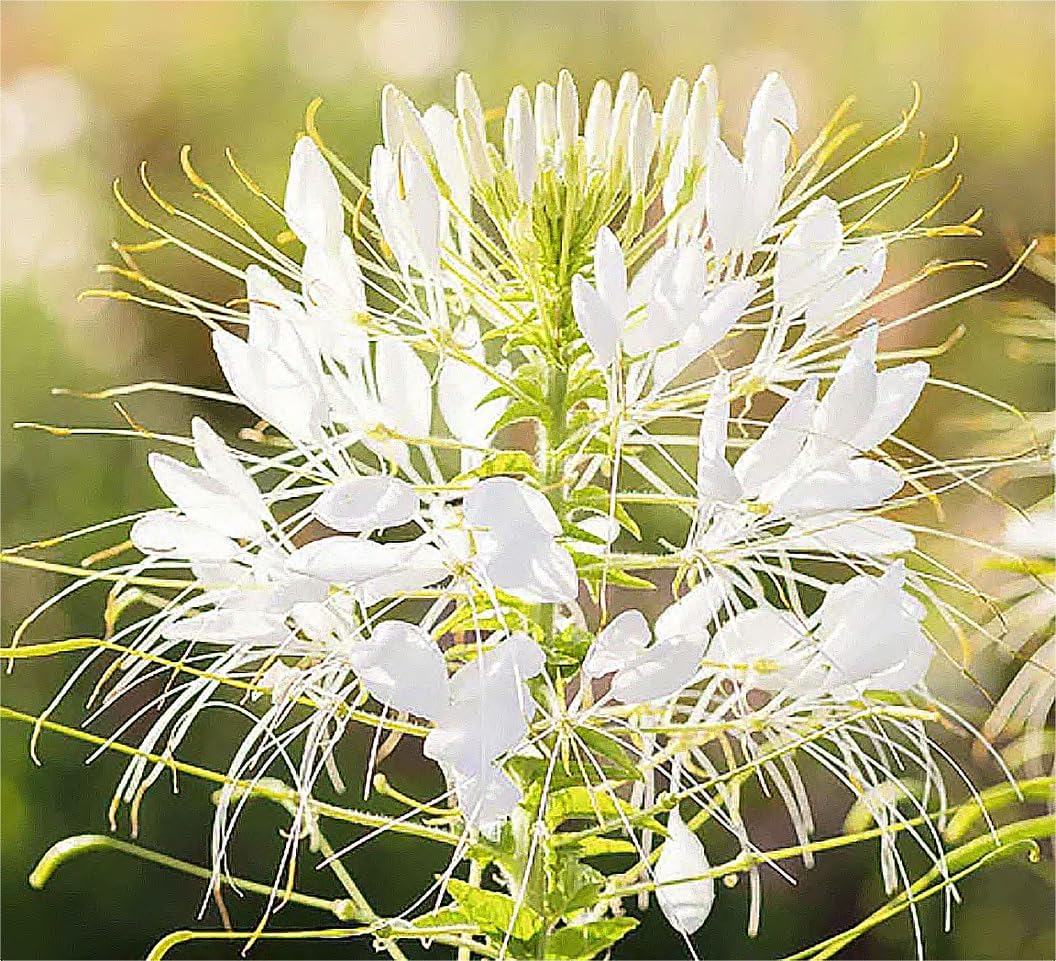 Pure White Cleome - White Queen Spider Plant Seeds - Nectar Flower for Monarch Butterflies - 1000