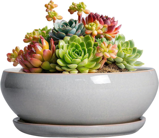SQOWL Succulent Planters 6 Inch - Ceramic Bonsai Pots with Drainage Hole and Saucer, Shallow