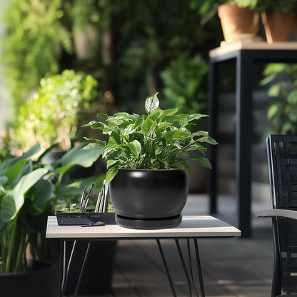 SQOWL Ceramic Plant Pots - 8 Inch Planter Indoor, Round Flower Pot with Drainage Hole and Saucer