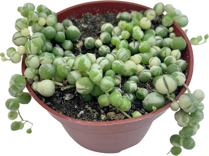 Live Succulent 4" Variegated String of Pearls, Succulents Plants Live, Succulent Plants Fully