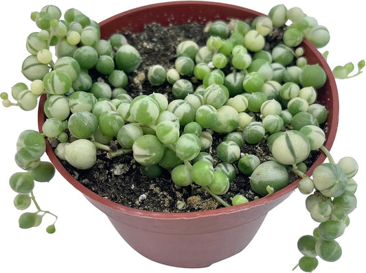 Live Succulent 4" Variegated String of Pearls, Succulents Plants Live, Succulent Plants Fully
