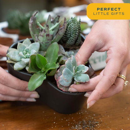 Costa Farms Live Succulent Plants (12-Pack), Mini Succulent Assortment Potted in Nursery Plant