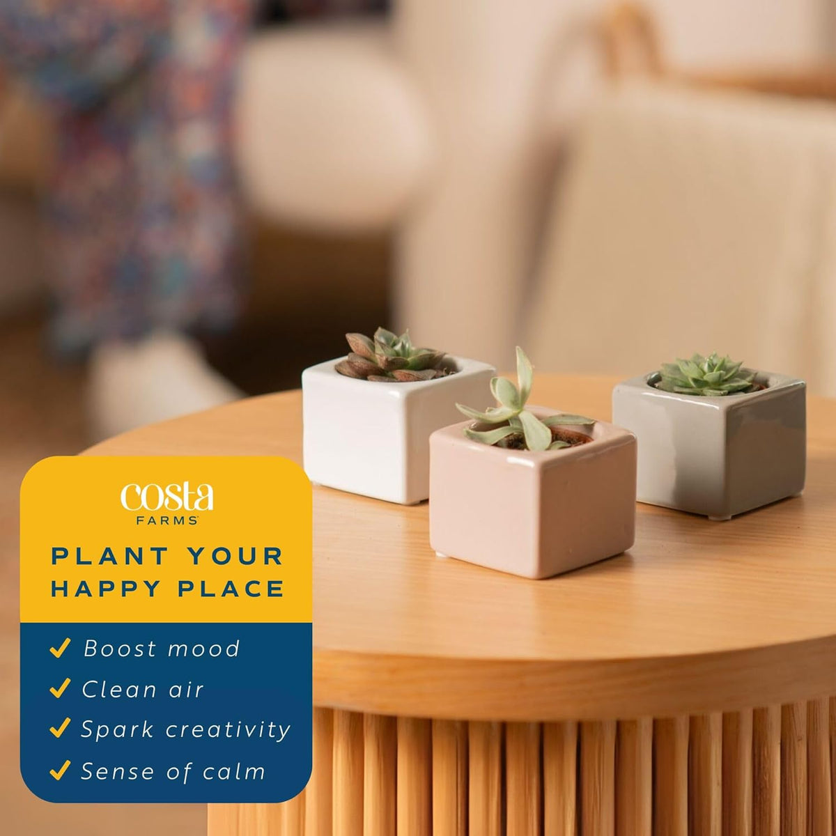 Costa Farms Mini Succulents (3-Pack), Assorted Live Indoor Succulent Plants in Cute Decor Planters