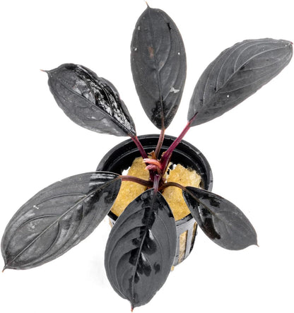 SubstrateSource Bucephalandra Dark Skeleton King Potted Live Aquarium Plant - Natural Freshwater