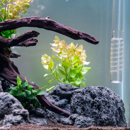 SubstrateSource Live Aquarium Red Stem Plants - Freshwater Aquatic Plant for Fish Tanks
