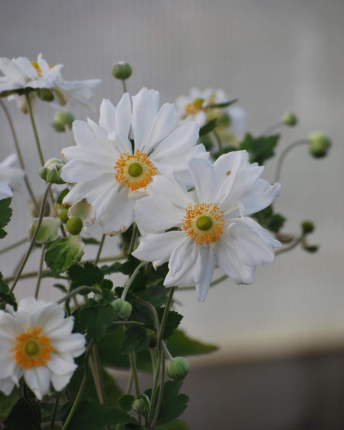 Perennial Farm Anemone x Hybrida 'Whirlwind' – Live Windflower in #1 Container, Semi-Double White