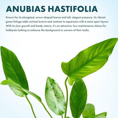 SubstrateSource Live Plants – Anubias Hastifolia (Anubias hastifolia) – Low to Moderate Light