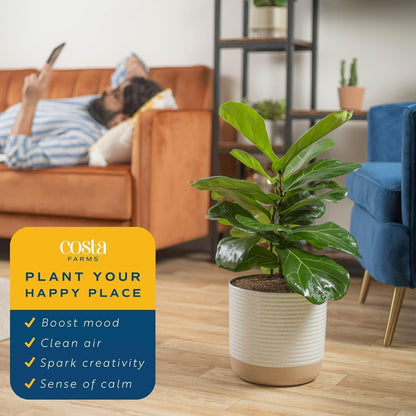 Costa Farms Fiddle Leaf Fig, Live Indoor Plant Ficus Lyrata in Modern Plant Pot, Air Purifying Live