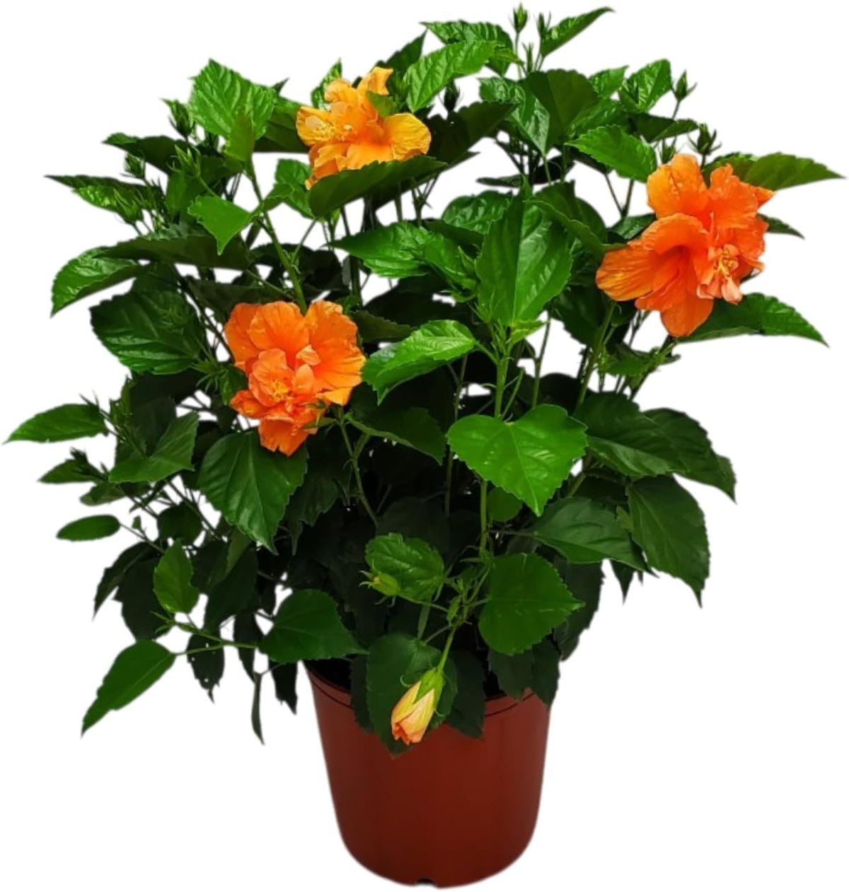 Hibiscus Bush - Double Peach Flowering Plant Live - Overall Height 26" to 28" - Tropical Plants of