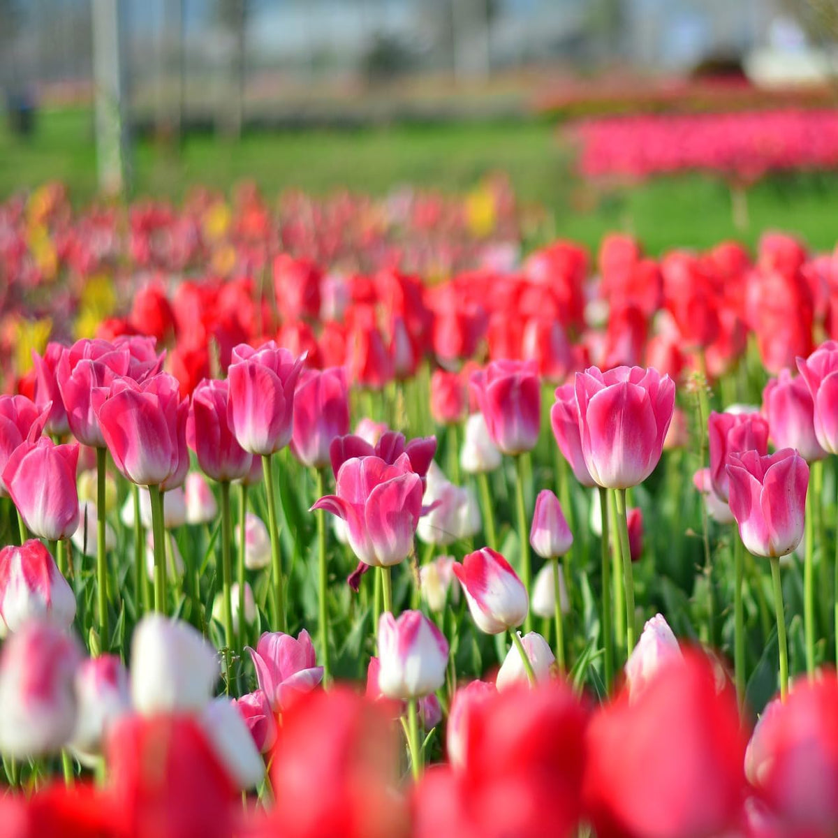Showgirl Pink Tulip Bulbs – Gardener’s Favorite Spring Flowers | 10 Premium Perennial Bulbs for