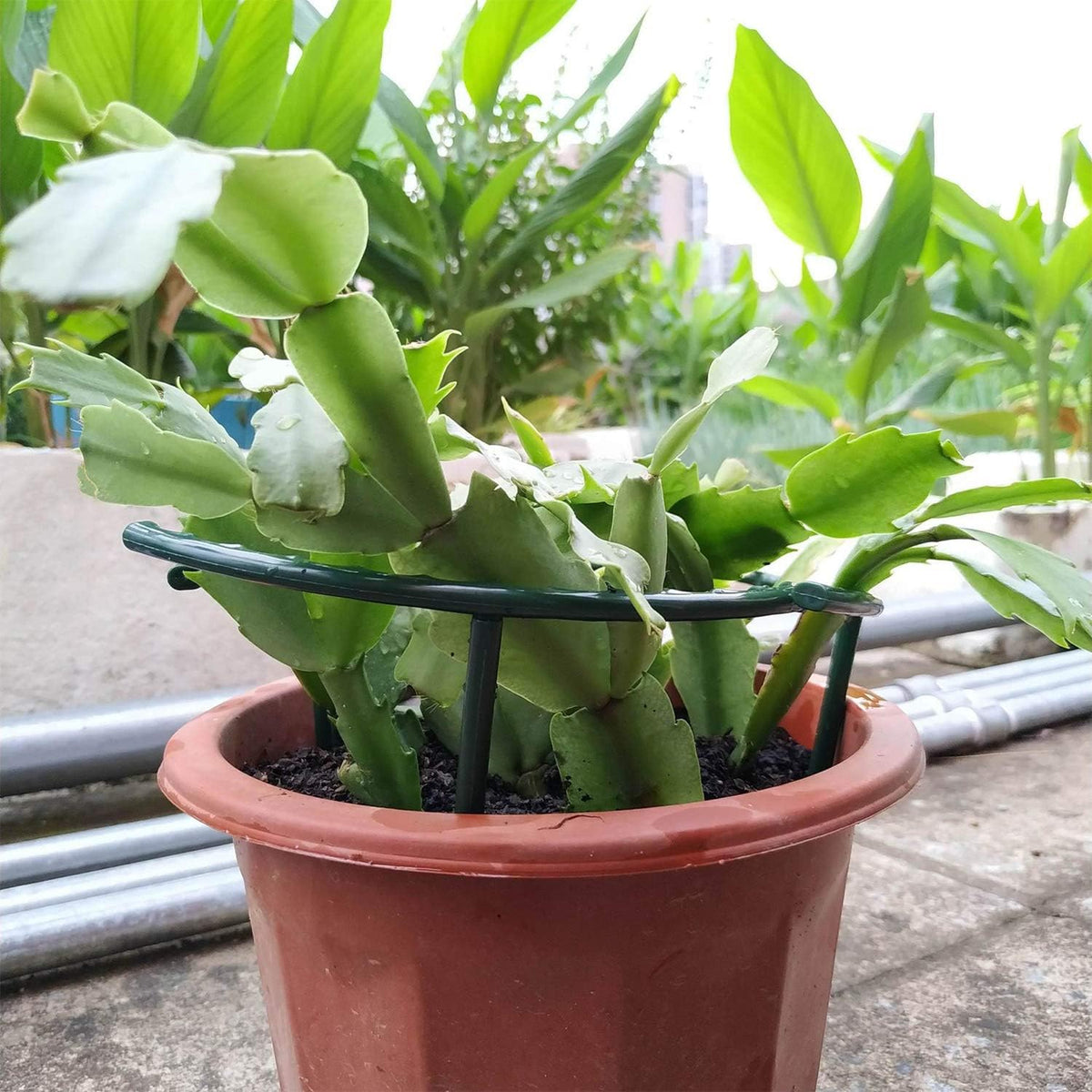 Belit 8 Pack Plant Supports for Small Plants, Garden Flowers Green Plant Support Ring, Planter