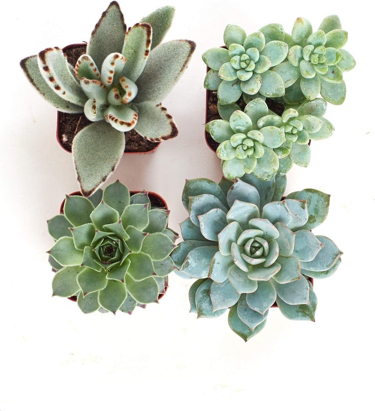 Shop Succulents Blue & Green Succulent Plant Pack Collection - Live Mini Succulent Plants, Low