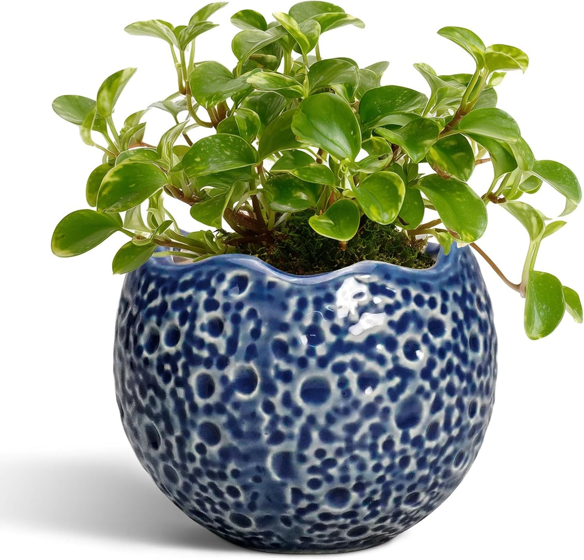 4 inch Plant Pots - Small Ceramic Planter with Drainage Hole, Succulent Pots for Indoor Outdoor