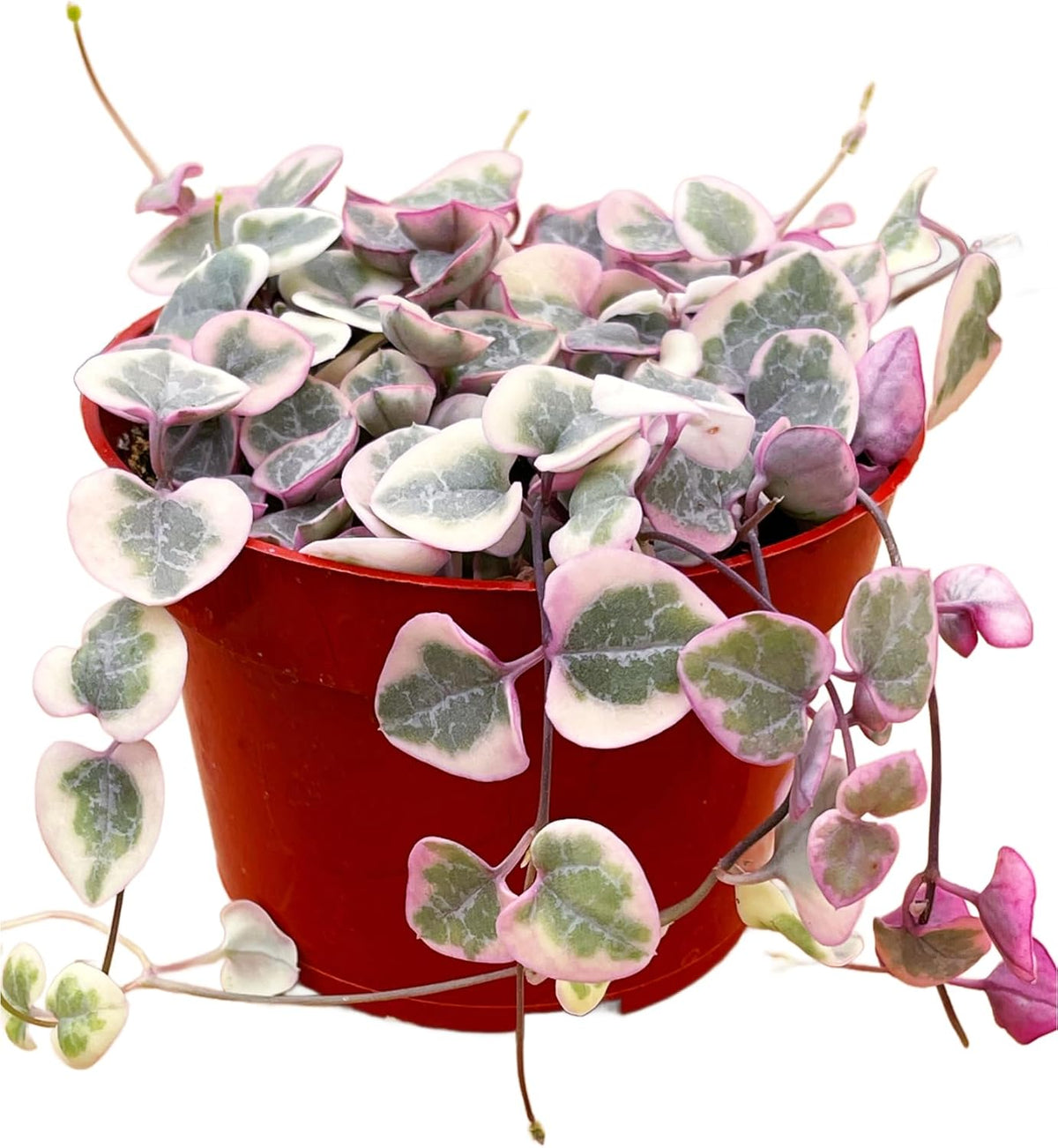 Succulents Plants Live 2inch Live Mini Succulent Plants, Easy Care House Plants Rooted in Succulent