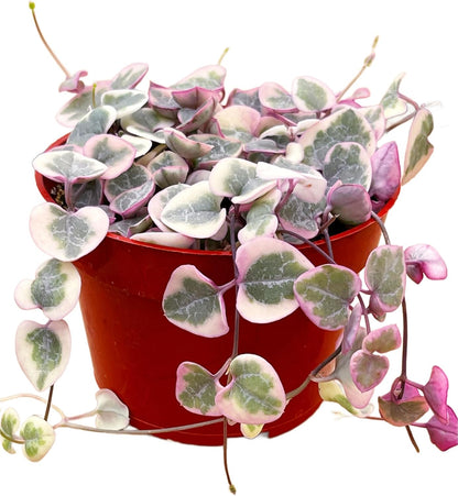 Succulents Plants Live 2inch Live Mini Succulent Plants, Easy Care House Plants Rooted in Succulent