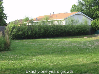 50 Hybrid Willow Trees - Fast Privacy Trees or Shade - Austree Willow Grow 6-10 Feet Per Year