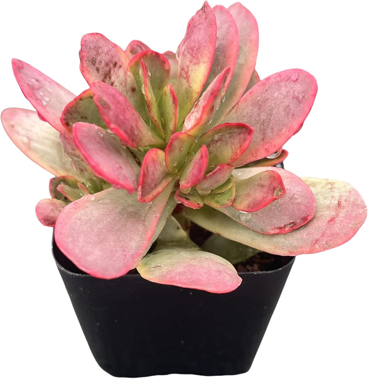 Sprout N Green Crassula Platyphylla f. Variegata, 1 Live Succulent Plant Fully Rooted in 2" Pot