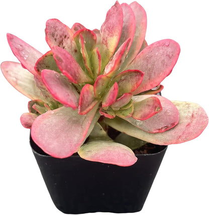 Sprout N Green Crassula Platyphylla f. Variegata, 1 Live Succulent Plant Fully Rooted in 2" Pot
