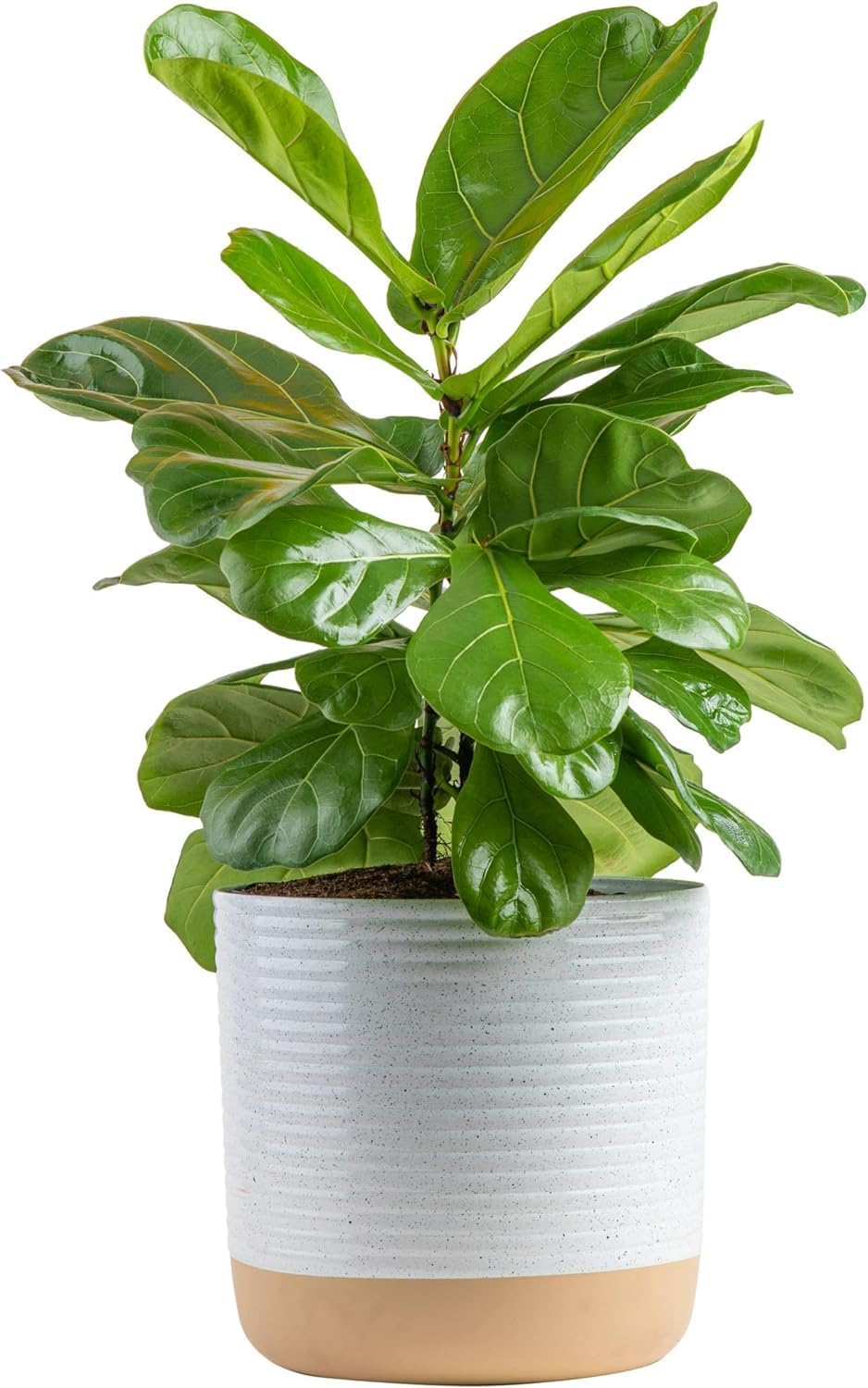 Costa Farms Fiddle Leaf Fig, Live Indoor Plant Ficus Lyrata in Modern Plant Pot, Air Purifying Live