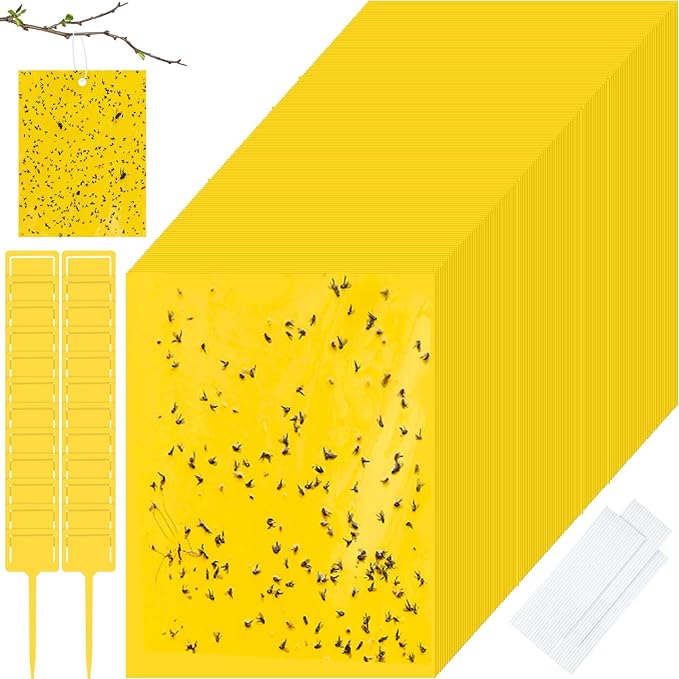Qualirey 200 Pcs 6 x 8 Inch Sticky Traps for Gnats Dual Sided Fruit Fly Sticky Traps for Indoor and
