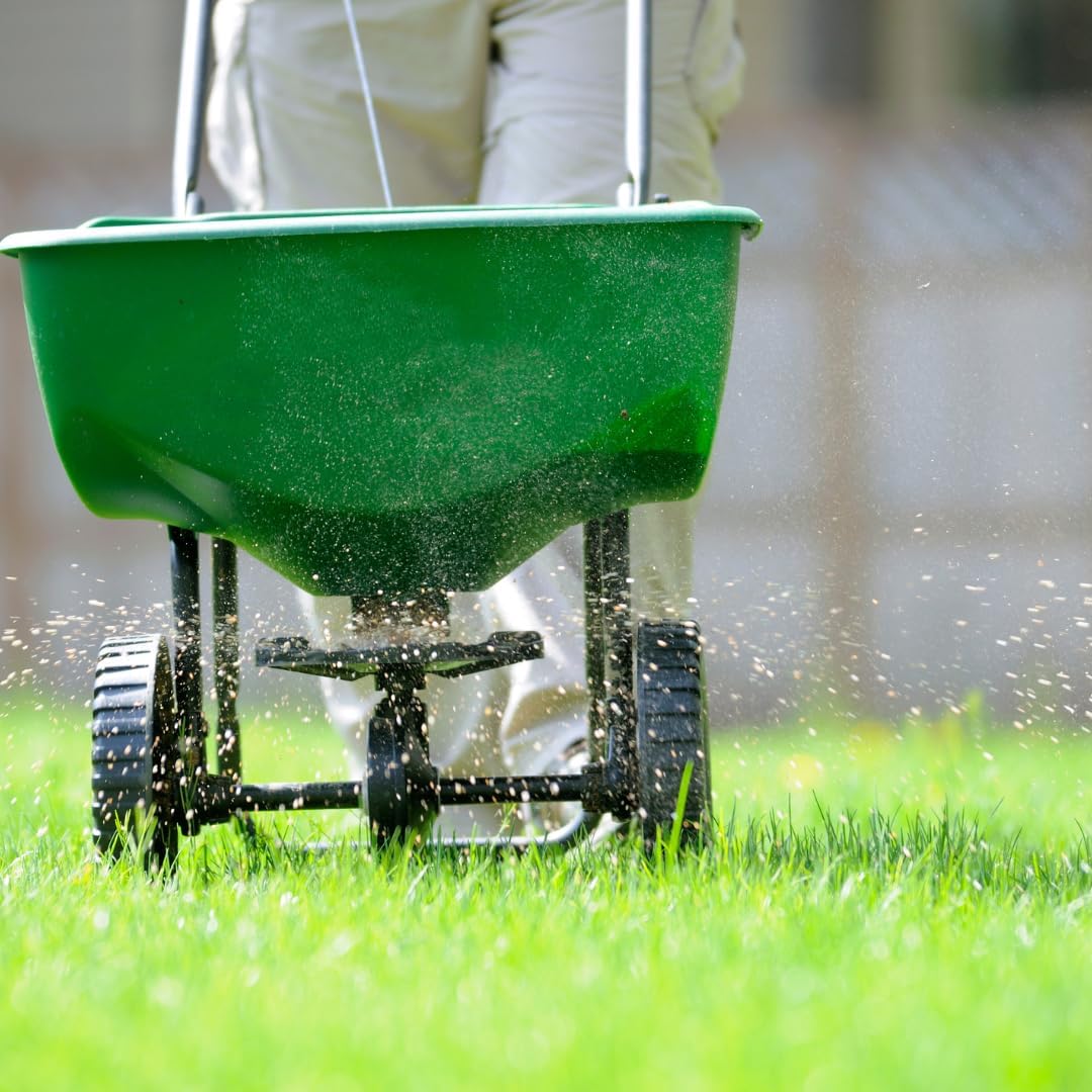 Brownie Brand Kentucky Bluegrass Seed – Premium Lawn Seed for Overseeding, Repairing Bare Spots