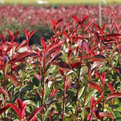Photinia Red Tip | 3 Large Gallon Size Plants | Photinia x Fraseri | Evergreen Landscape Hedge Shrub