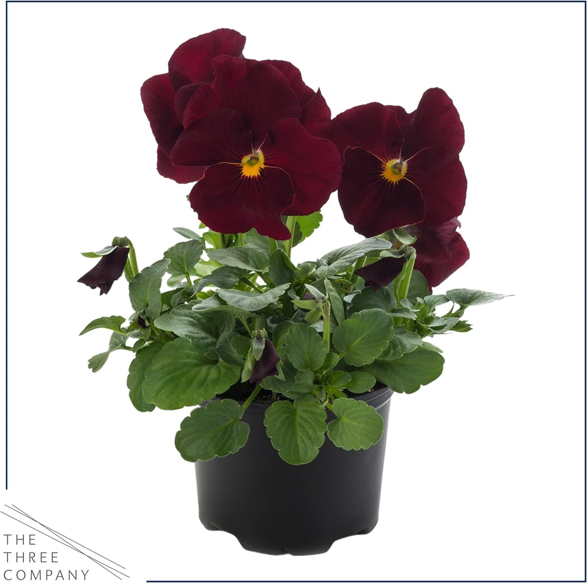Live Healthy Flowering Pansies - Red Blotch (4 Plants Per Pack), Beautiful Fall Color, 6" Tall by