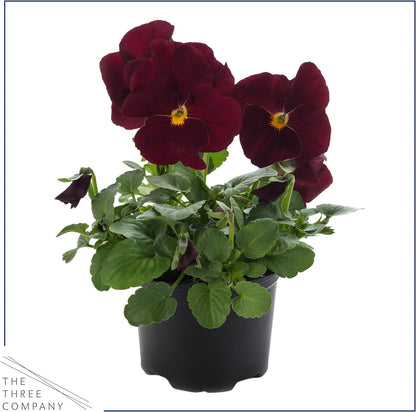 Live Healthy Flowering Pansies - Red Blotch (4 Plants Per Pack), Beautiful Fall Color, 6" Tall by