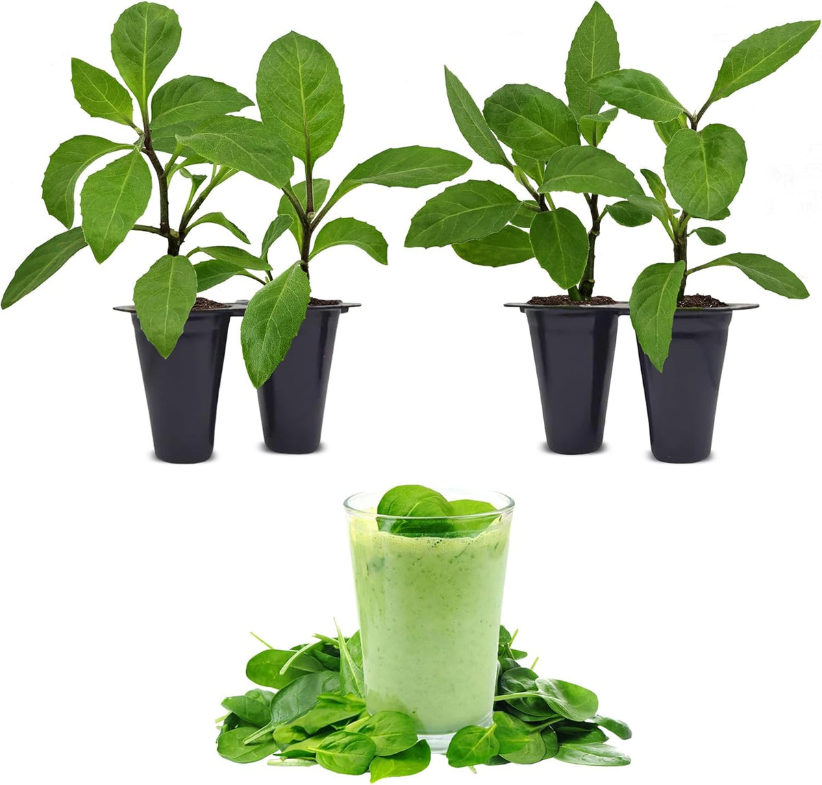 Longevity Spinach Plant (4 Pack) | Real Live Vegetable Plant for Sale | Nutrient-Rich Superfood |