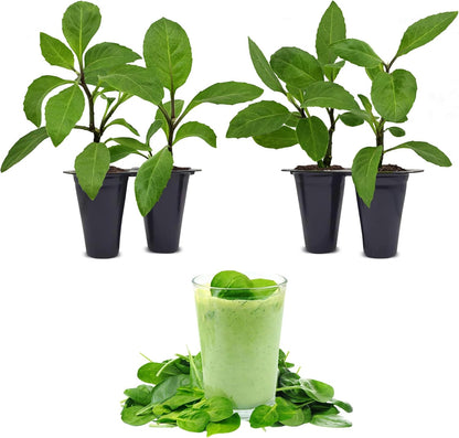 Longevity Spinach Plant (4 Pack) | Real Live Vegetable Plant for Sale | Nutrient-Rich Superfood |