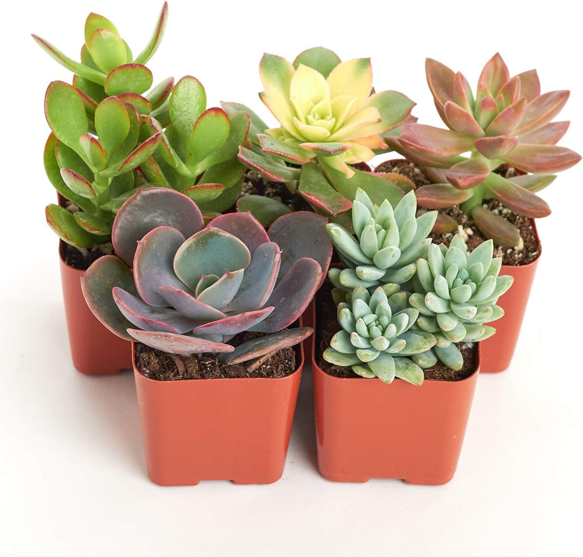 Shop Succulents Assorted Succulent Plant Pack Collection - Live Mini Succulent Plants, Low