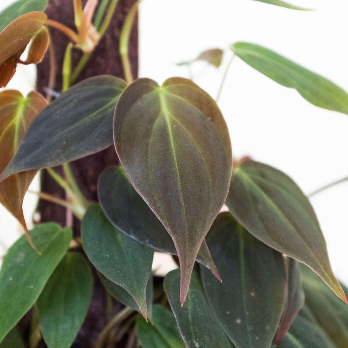 Philodendron Velvet Live Plant for Indoor | Different Houseplants in 4'' & 6'' Pot | Real House