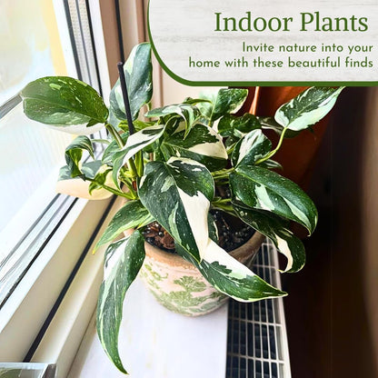 Philodendron Plant Live Exclusive Collection (4-Pack) – Rare Birkin, Gloriosum, Pink Princess &