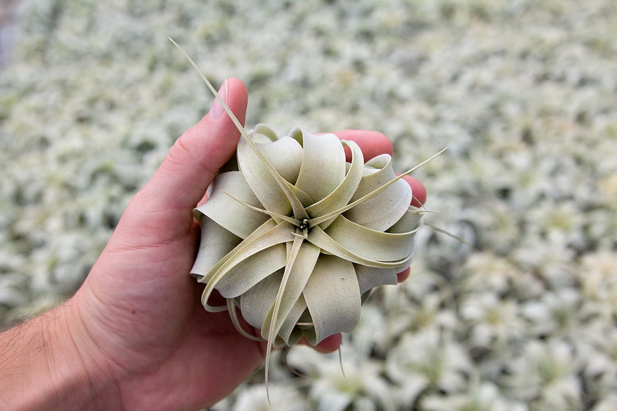 Seedling Xerographica Air Plants 2 to 4 Inch Wide - Tillandsia Succulent House Plants - Available