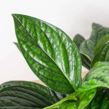 Monstera Peru Live Plant for Indoor | Different Houseplants in 4'' & 6'' Pot | Real House Plant for