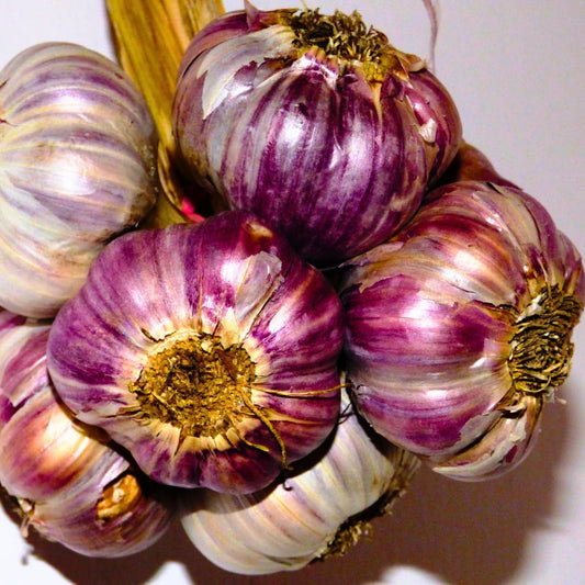 1 Pound Garlic for Planting in Fall Hardneck, 8-10 Purple Garlic Bulbs for Planting, Fresh and High