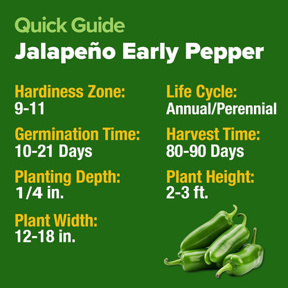 HOME GROWN Jalapeno Pepper Seeds – 258 𝗡𝗢𝗡-𝗚𝗠𝗢 𝗨𝗦𝗔 Heirloom Seeds (Capsicum annuum) – High