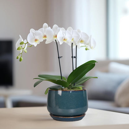 G EPGardening Ceramic Planter 6 Inch - Round Modern Ceramic Pot for Plants with Drainage and Plant